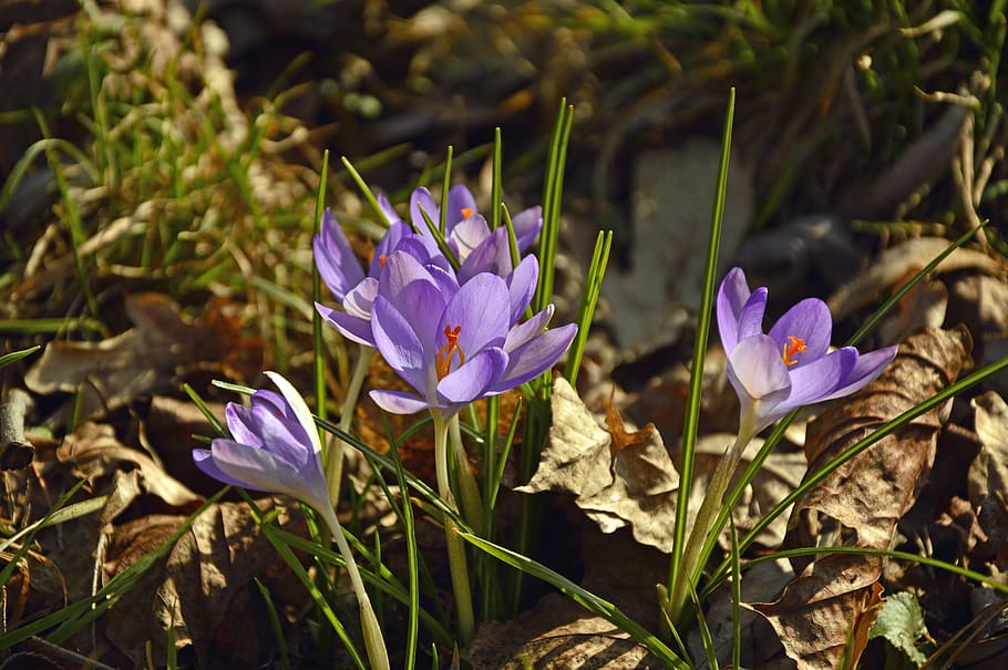 crocus, early bloomer, flowers, violet, frühlingsanfang, harbinger of spring, nature, flora, flowering plant, flower