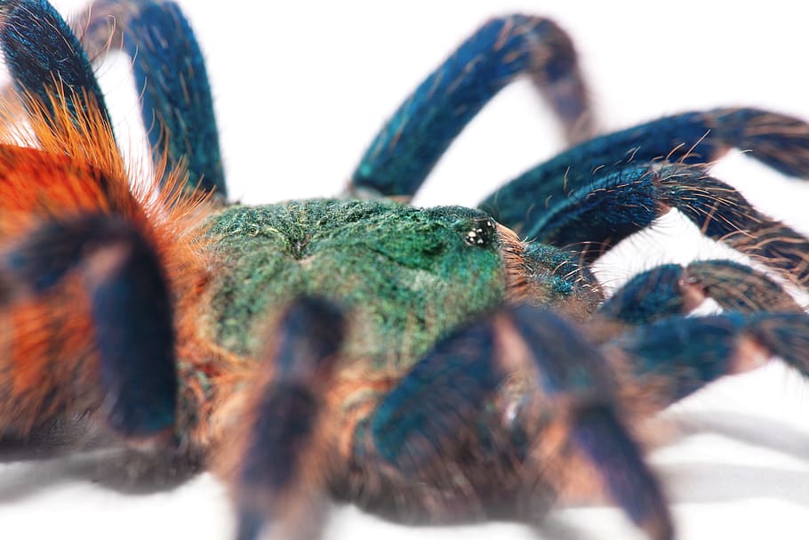 labah-labah, jaring, biru, tarantula, besar, closeup, foto, menyeramkan, brachypelma, satu