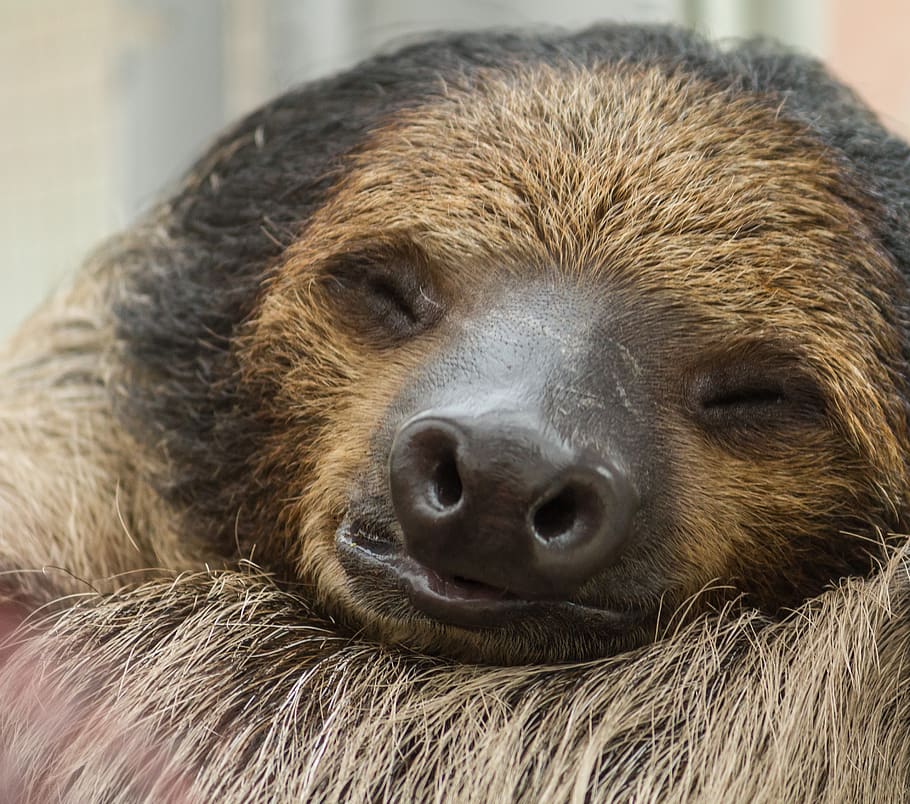 sloth, sleeping, animal, sleep, nature, relaxed, animal themes, mammal, one animal, animal wildlife