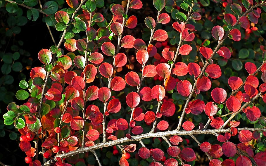 foliage, cotoneaster, red, sprig, autumn, colors, nature, closeup, leaves, pattern
