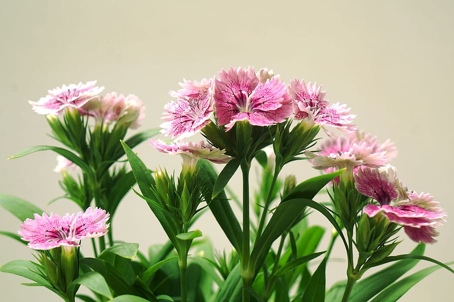 carnations, inflorescence, natural, pink white, flowering plant, flower, plant, freshness, fragility, vulnerability