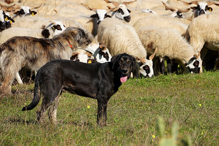 dog, sheep dog, sheep, sheep breeding, pasture, sheepskin, flock of sheep, lamb, wool, animals