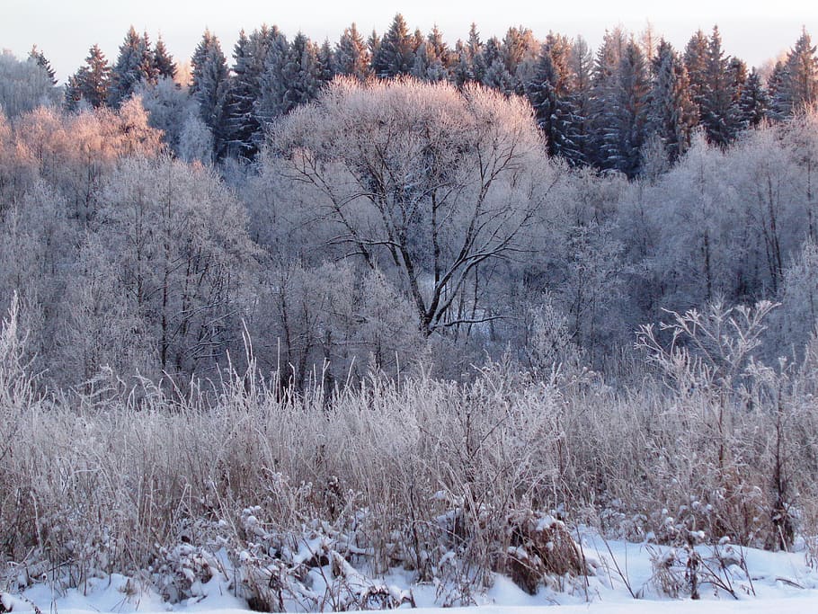 winter, forest, nature, trees, snow, landscape, the picturesque, tree, plant, cold temperature