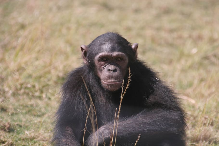chimpanzee, eden, jane, goodall, monkey, chimp, watching, africa, rescue, animal