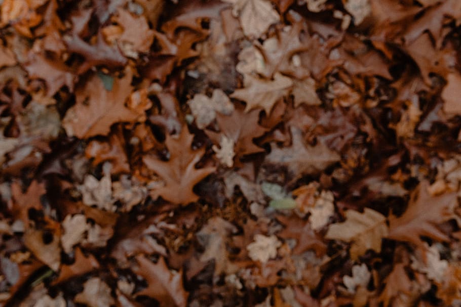 otoño, caminar, bosque, niebla, clima, noviembre, bosques, parte de la planta, hoja, fotograma completo