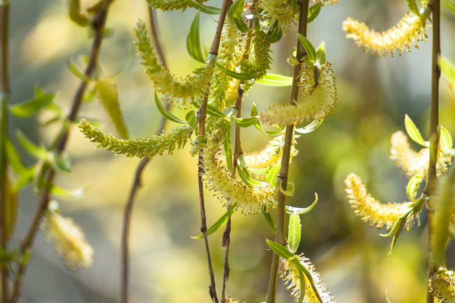 spring, nature, plant, close up, blossom, bloom, spring flower, branch, willow catkin, growth