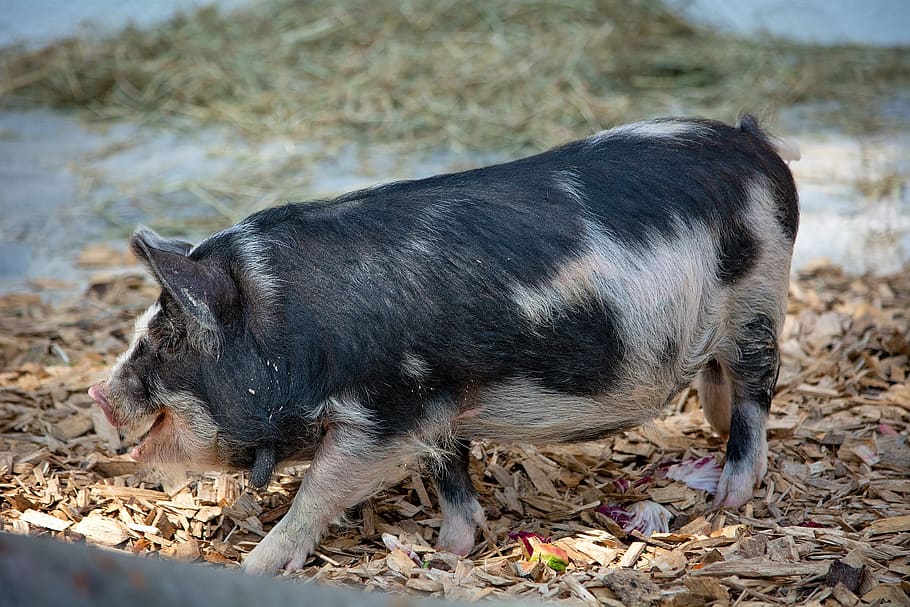 pig, animal, spotted, patched, farm, animal world, domestic pig, agriculture, animal themes, mammal