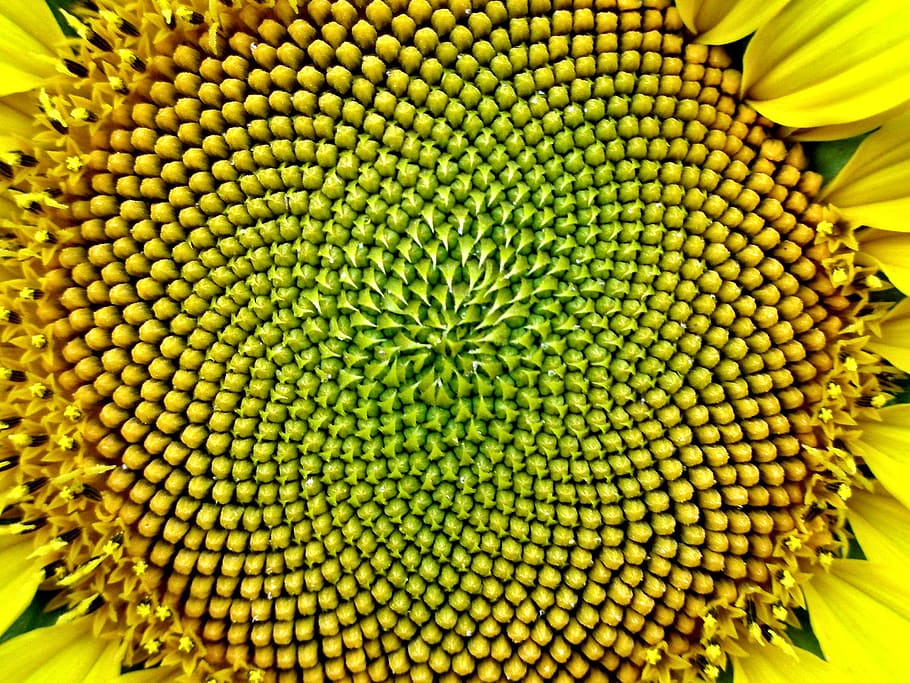 girassol, formação, sementes, proeminente, padrão swirly, impressionante, exemplo, sequência de fibonacci, natureza, sol