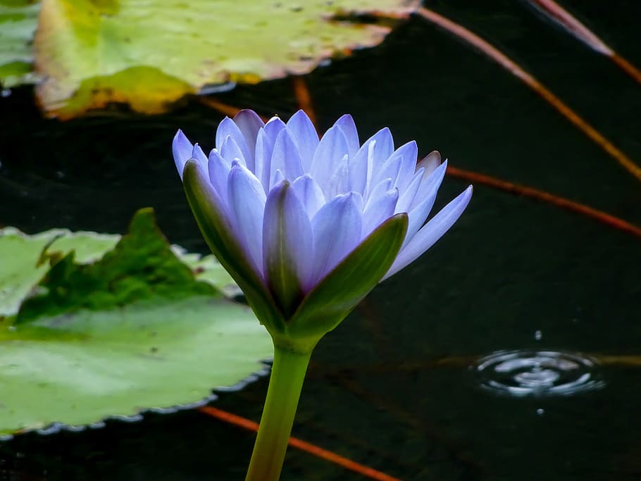 waterlily, lily, water, flower, blue, aquatic, leaf, flowering plant, beauty in nature, plant
