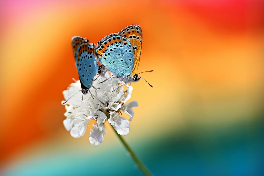 sepasang kupu-kupu, animalsNature, serangga, makro, bunga, tanaman berbunga, tema hewan, margasatwa, keindahan di alam, invertebrata