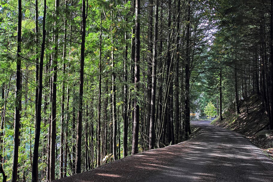 Тропа деревьев Бранденбург. Направляющие Forest Style.