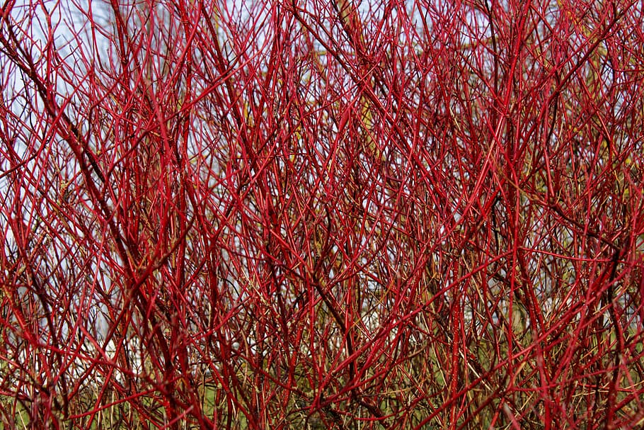 branch, bush, siberian dogwood, cornus alba 'sibirica, nature, red, tree, full frame, plant, backgrounds