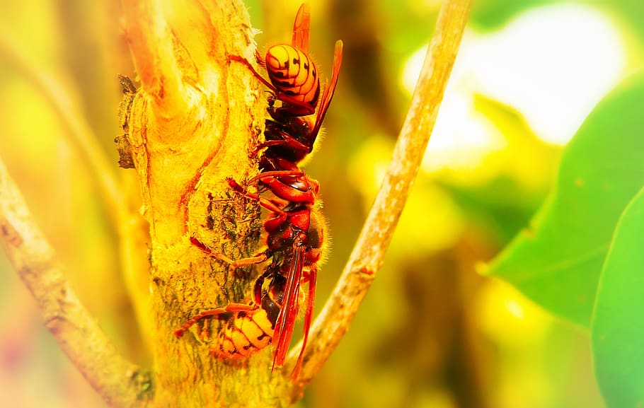 european hornet, insects, branch, the bark, tree, animals, nature, at the court of, invertebrates, closeup