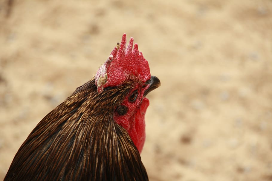 hahn, chickens, chicken, poultry, farm, bill, animal, cockscomb, gockel, plumage