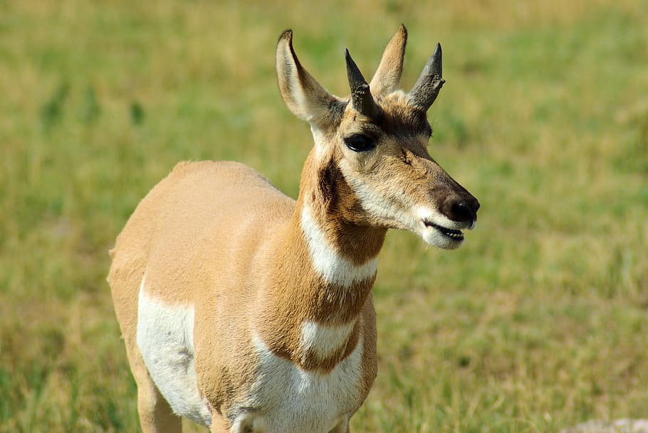 south dakota pronghorn, antelope, pronghorn, grass, wildlife, animal, prairie, horns, antlers, herd