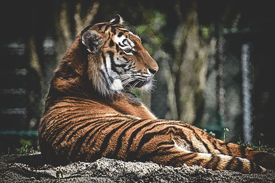 harimau, kucing besar, predator, kucing liar, berbahaya, kebun binatang, hewan, kucing, alam, tiergarten