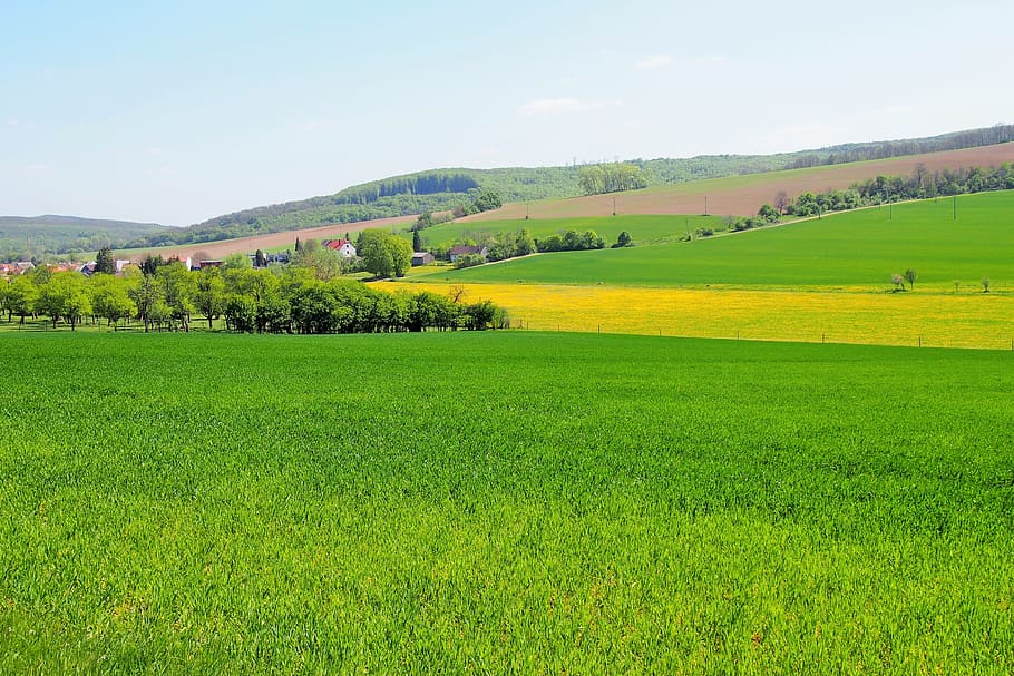 rape fields, slovakia, travel, country, green color, plant, landscape, environment, beauty in nature, grass