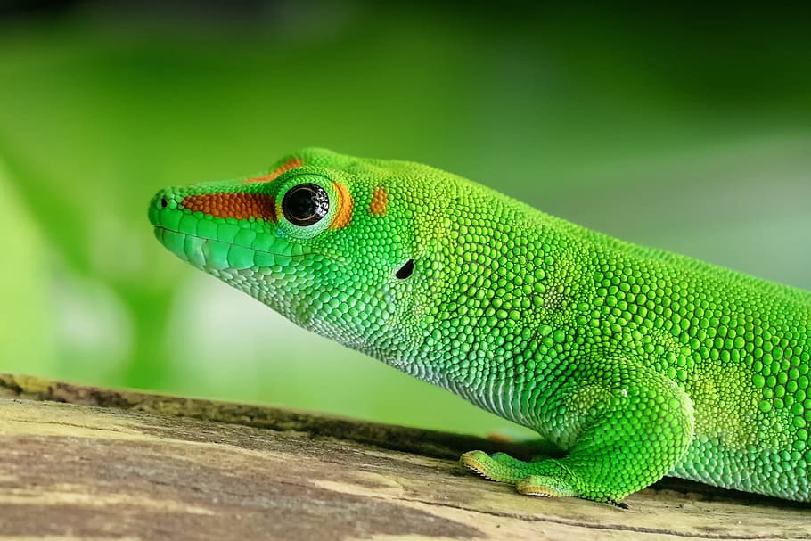 lagarto geco, animales, color verde, temas de animales, animal, un animal, vertebrado, fauna animal, reptil, animales salvajes