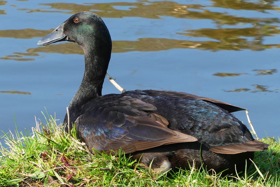 duck, feathers, bird, waterfowl, plumage, nature, ditch, grass, water, spring
