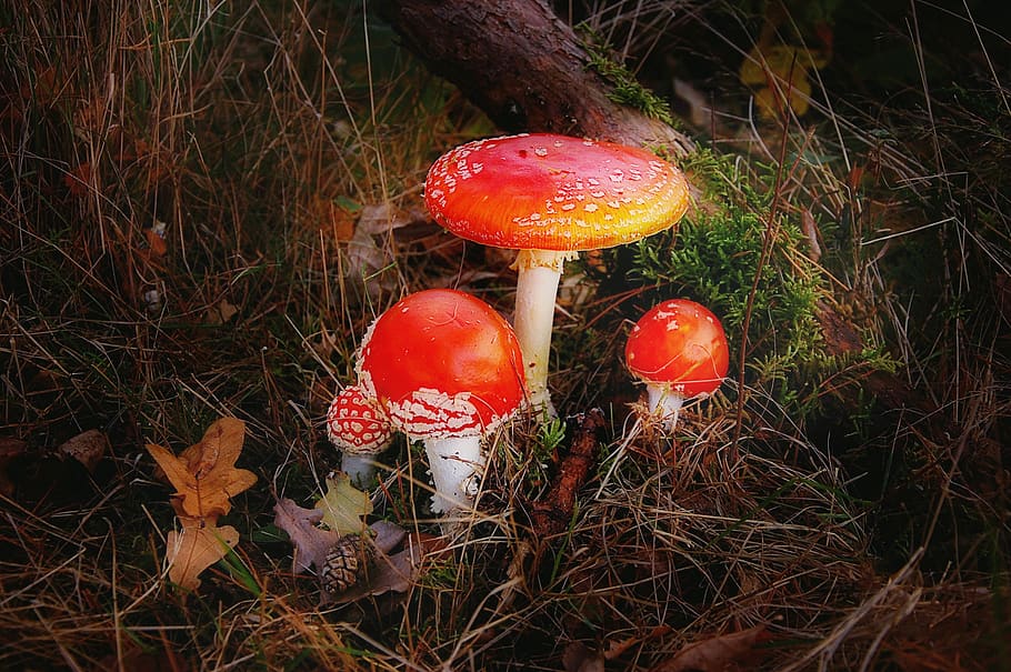 fly agaric, forest, nature, toxic, autumn, red, mushroom, moss, forest floor, spotted