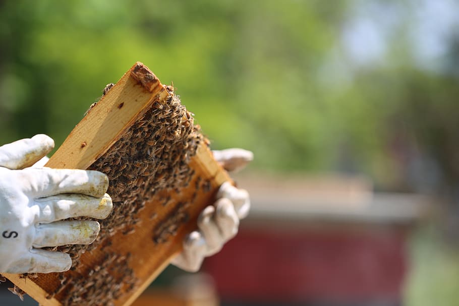 beekeeper, gloves, hives, apiary, honeycomb, wax, frame, honeybee, insect, focus on foreground