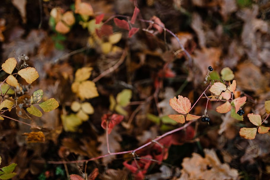 otoño, caminar, bosque, niebla, clima, noviembre, bosques, hoja, parte de la planta, planta