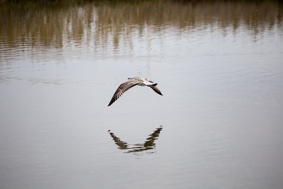bird, seagull, flight, fly, water, over the water, sea, lake, ocean, wing