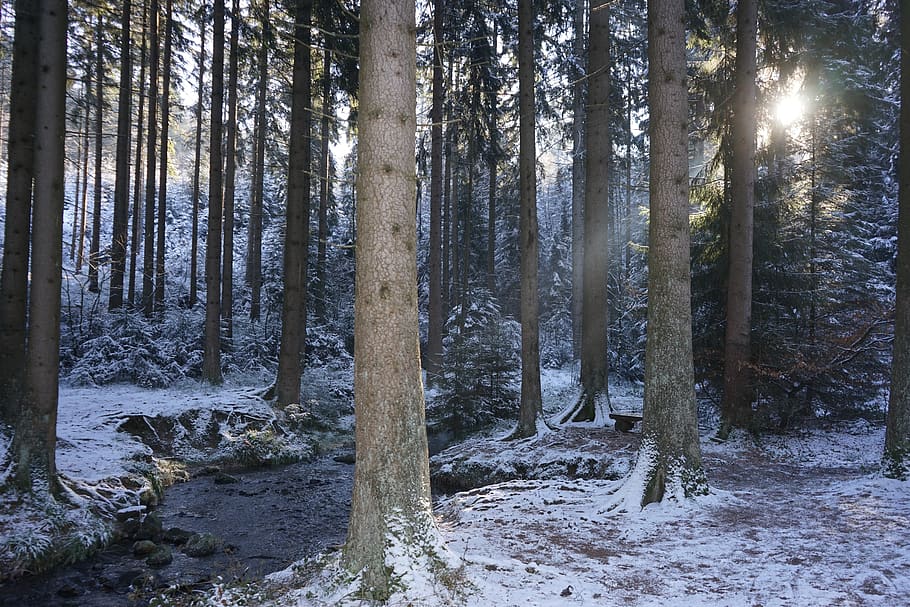 lembah perak, meinberg tanduk-buruk, hutan teutoburg, kidylle, salju, musim dingin, pohon, hutan, tanah, tanaman