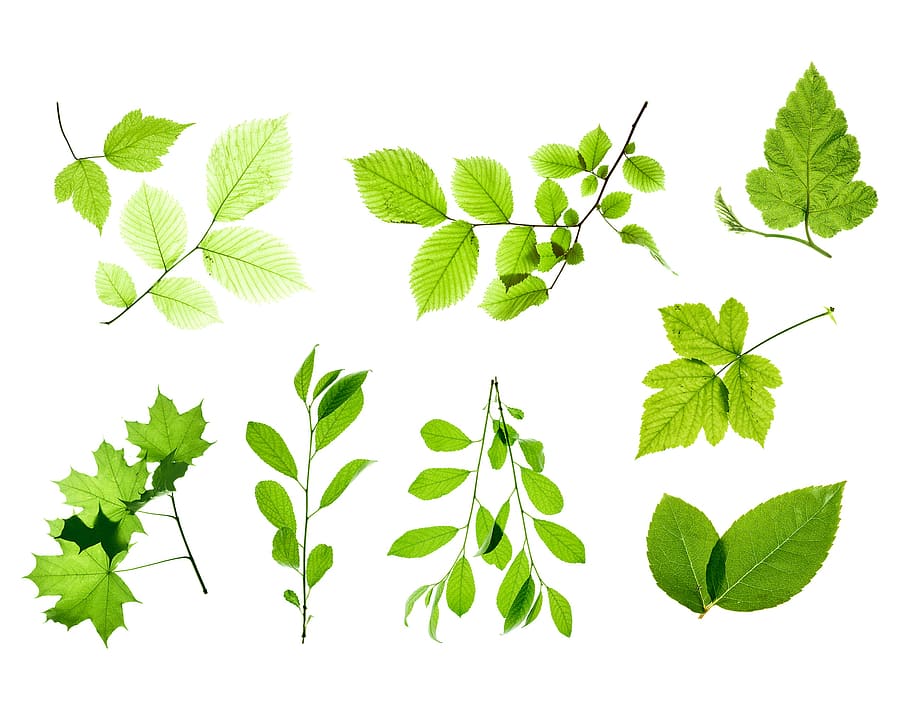 branch, decoration, leaf, leavs, leaves, laeves, leavse, white, isolated, isolate