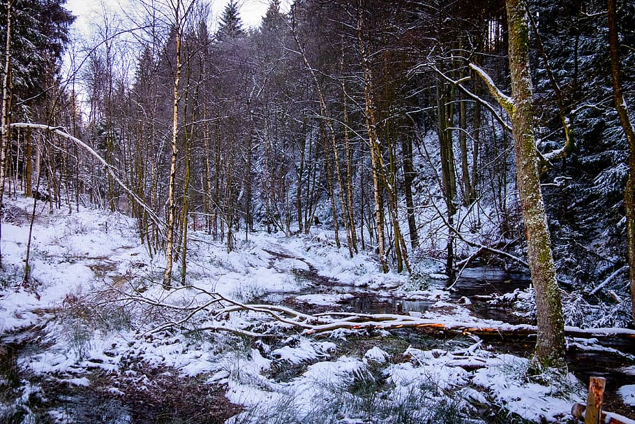 high'fagne, belgium, nature, ardennes, snow, tree, cold temperature, plant, winter, tranquility