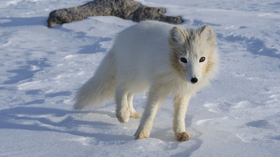arctic fox, white, fur, animal, wildlife, wild, mammal, species, environment, outdoors