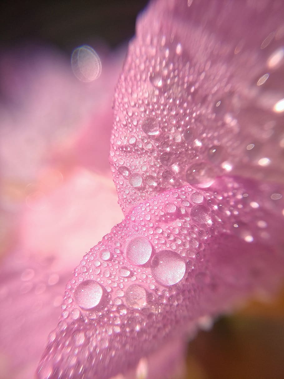 macro, flower, petal, pink, water, droplets, phone wallpaper, drop, close-up, wet