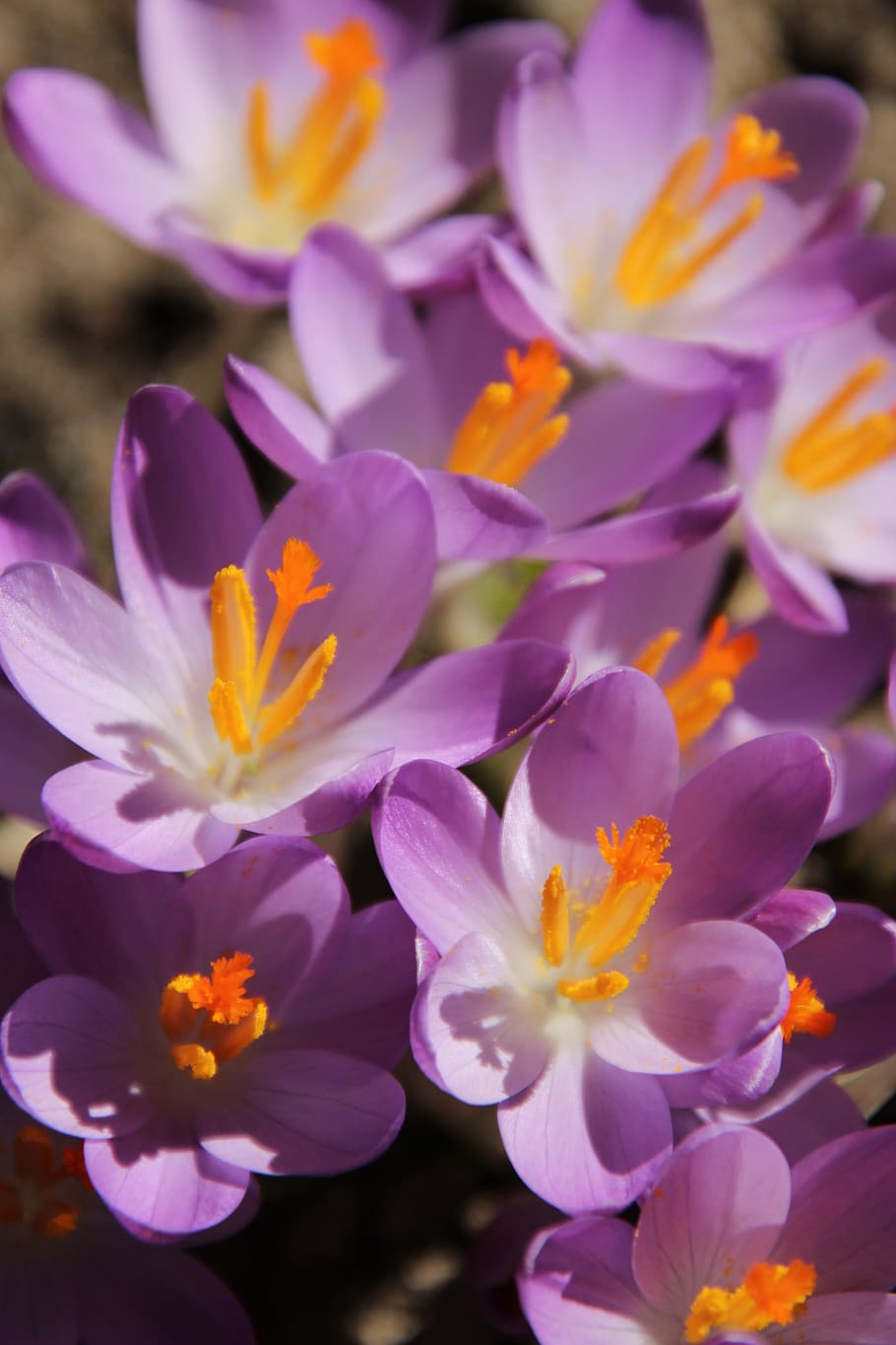crocus, flowers, early bloomer, spring, winter, january, february, march, spring awakening, greeting card