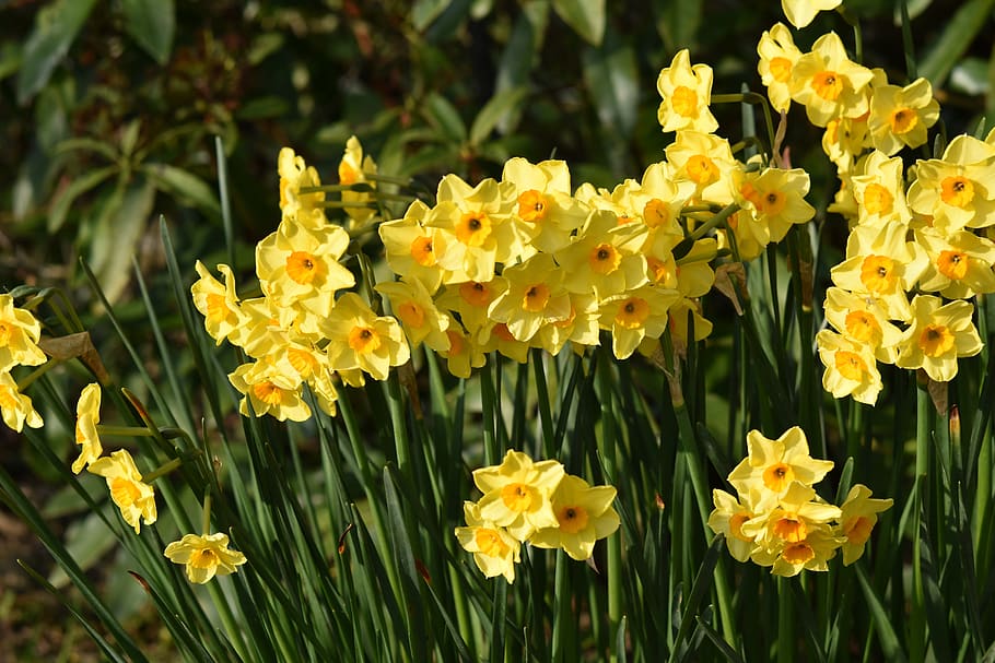 flowers, narcissus, daffodils, the colour yellow, plants flowering, spring-flowering, flower green leaf, nature, flowering spring, flowering plant