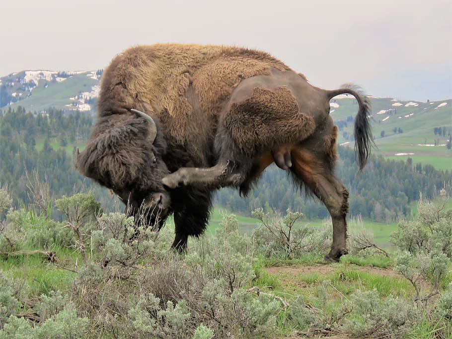 american bison, buffalo, wyoming, yellowstone, animal themes, animal, mammal, field, animal wildlife, animals in the wild