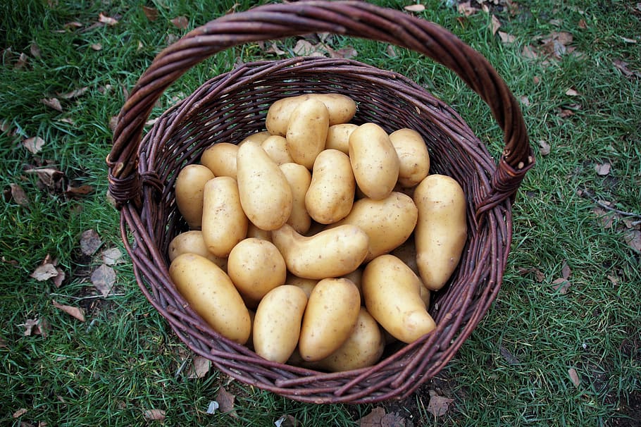 potato, basket, potatoes, vegetables, bio, vitamins, harvest, fresh, food, vegetarian