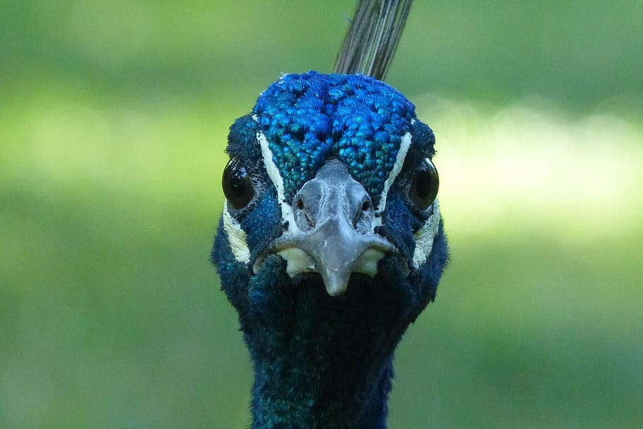 peacock, nice, is watching, bird, blue, nature, animal, turquoise, head, eye