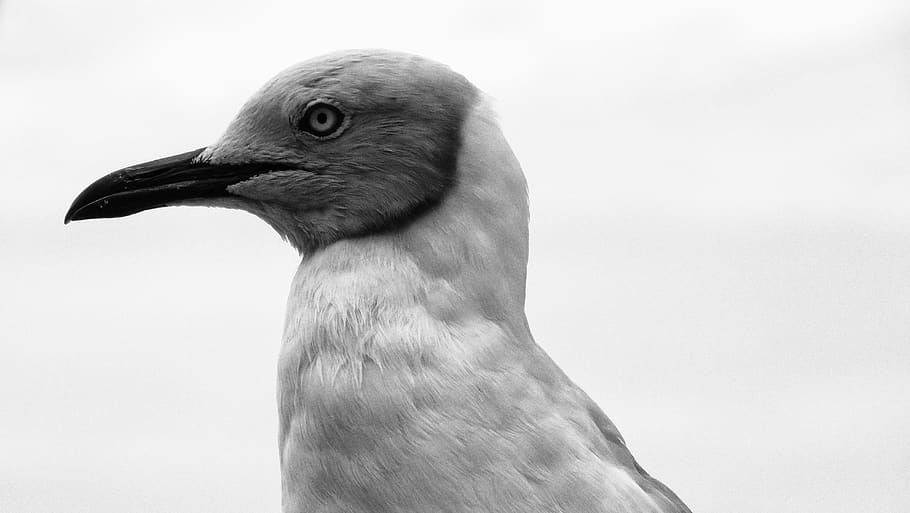 seagull, stern, mean, white, grey, bird, funny, smirk, one animal, animal themes