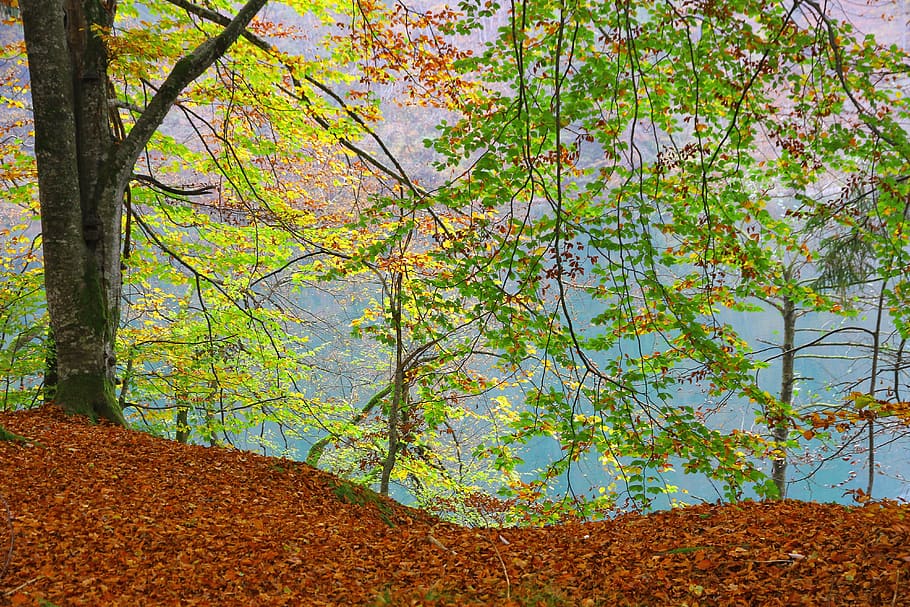 forest, tree, fall foliage, indian summer, autumn, idyllic, rest, leaves, branches, colorful