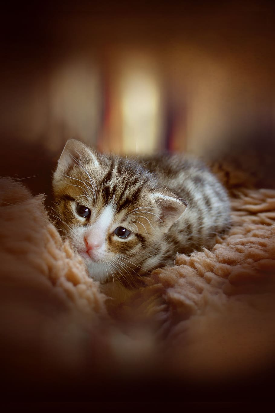kitten, animal, cute, cat baby, baby cat, small cats, cat, photo manipulation, cat portrait, mammal