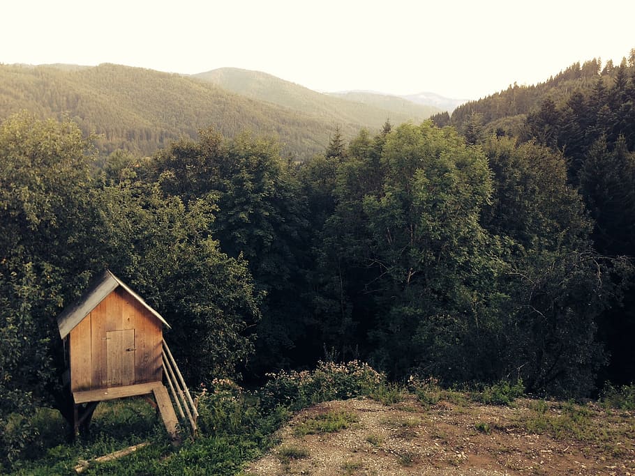 wood, shed, woods, forest, trees, grass, dirt, nature, outdoors, country