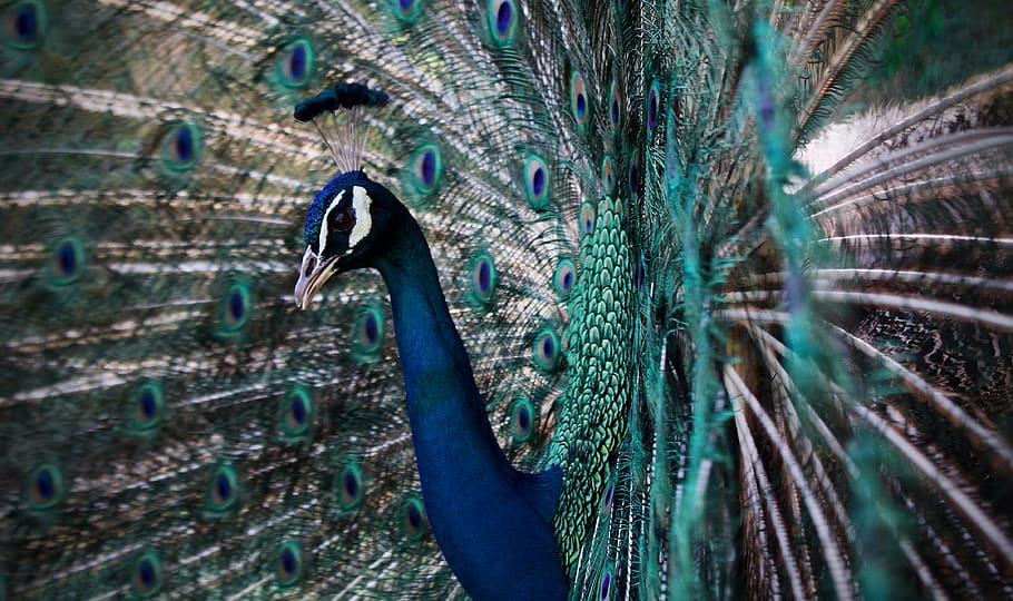 pavão, padrão, plumagem, colorido, turquesa, verde, penas, cauda, ​​exótica, animal