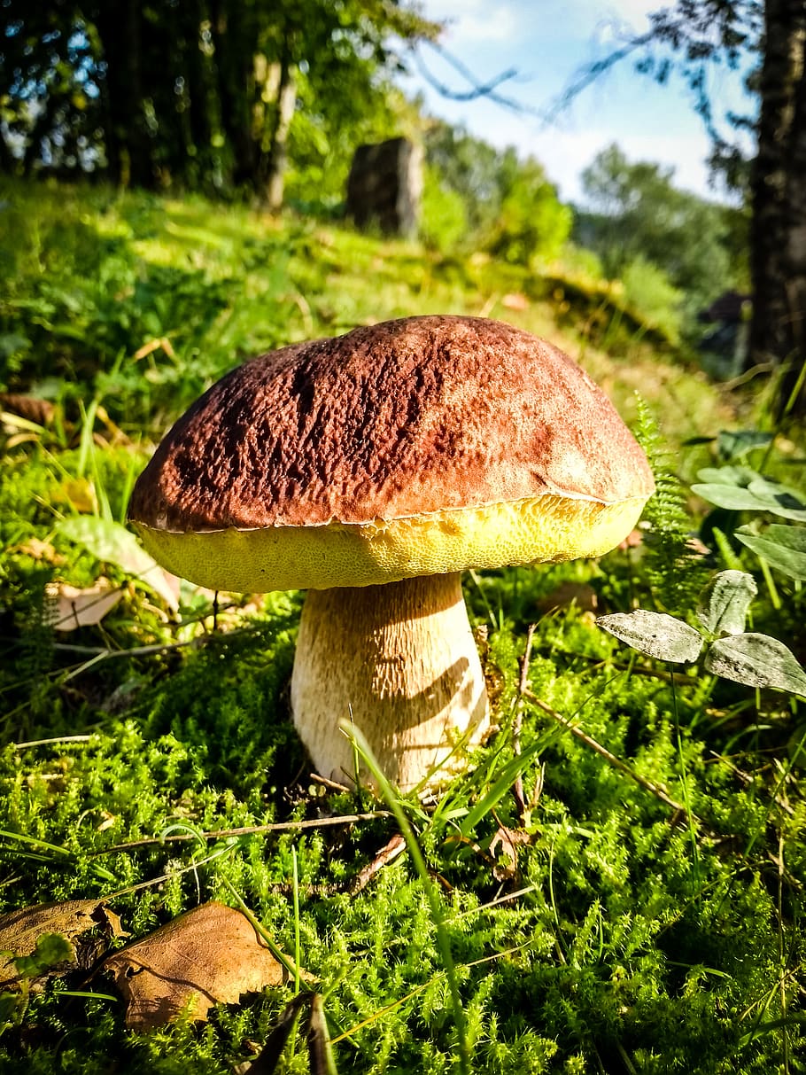 mushroom, cep, forest, autumn, nature, moss, edible, mushrooms, noble rot, herrenpilz