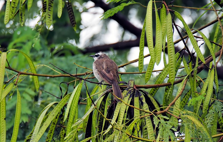 bird, perched, wet, plant, nature, natural, outdoor, wild, bulbul, yellow
