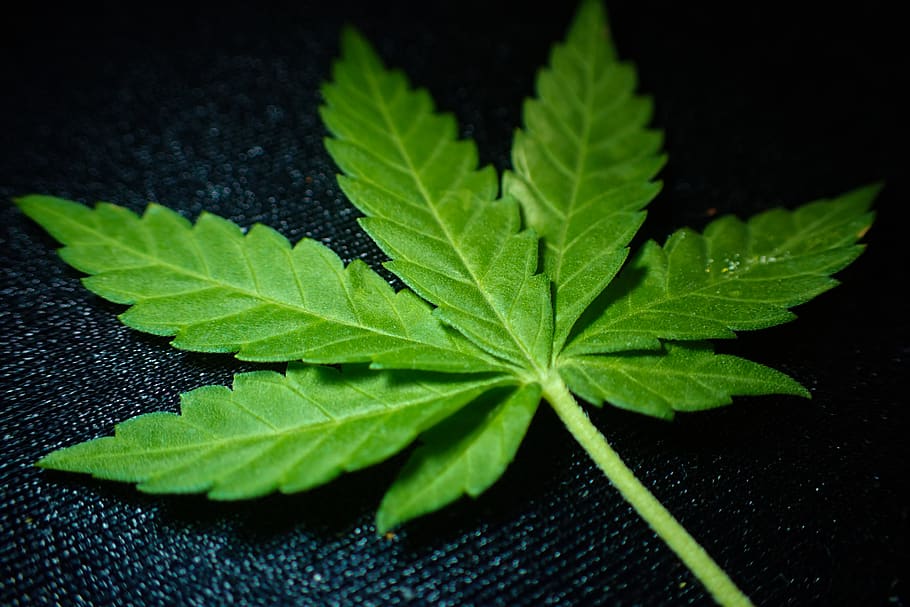 marihuana, ganja, adicción, cannabis, crónica, droga, verde, crecer, cáñamo, hierba