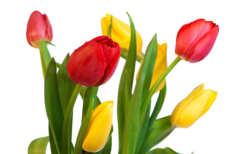tulipanes, ramo, manojo, blanco, color, colorido, flora, verde, imagen, hoja