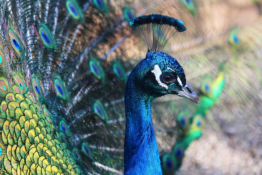 peacock, animal, feather, bird, plumage, blue, color, pride, iridescent, peacock feathers