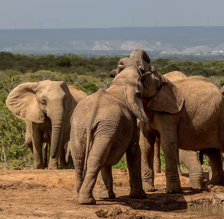 elephant, mammal, wildlife, safari, ivory, african elephant, trunk, animal, savanna, national