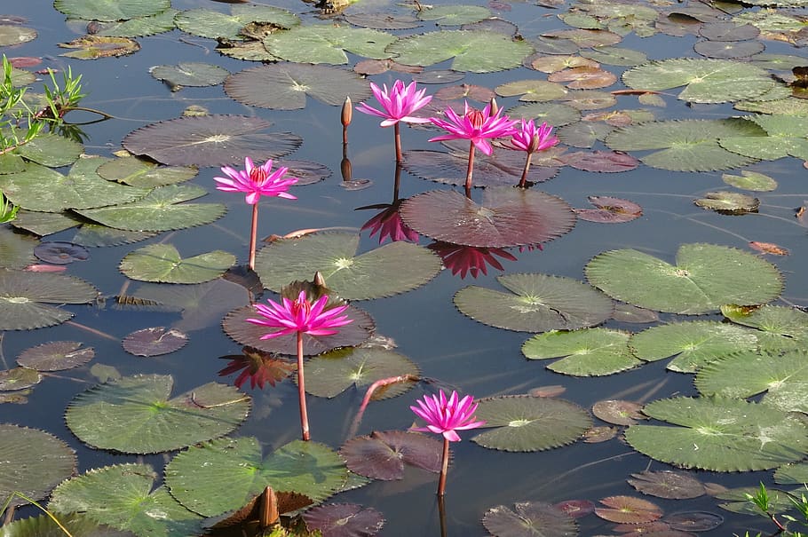 lily, flower, red water lily, pond, nature, aquatic, lal shapla, lal kamal, raktakamal, nilofar