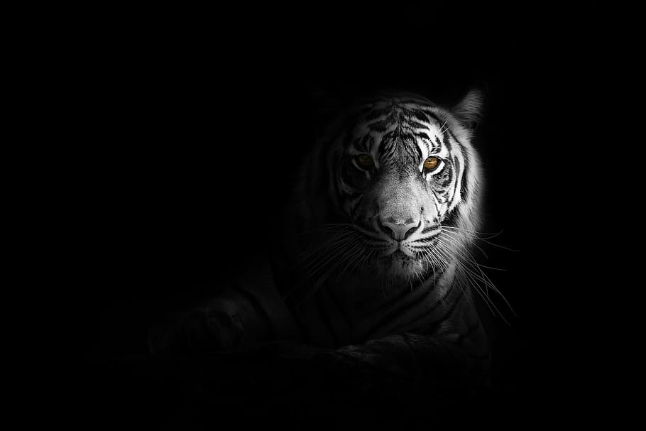 tigre, natureza, animais selvagens, arte, selvagem, preto, gato, decoração, jardim zoológico, selva